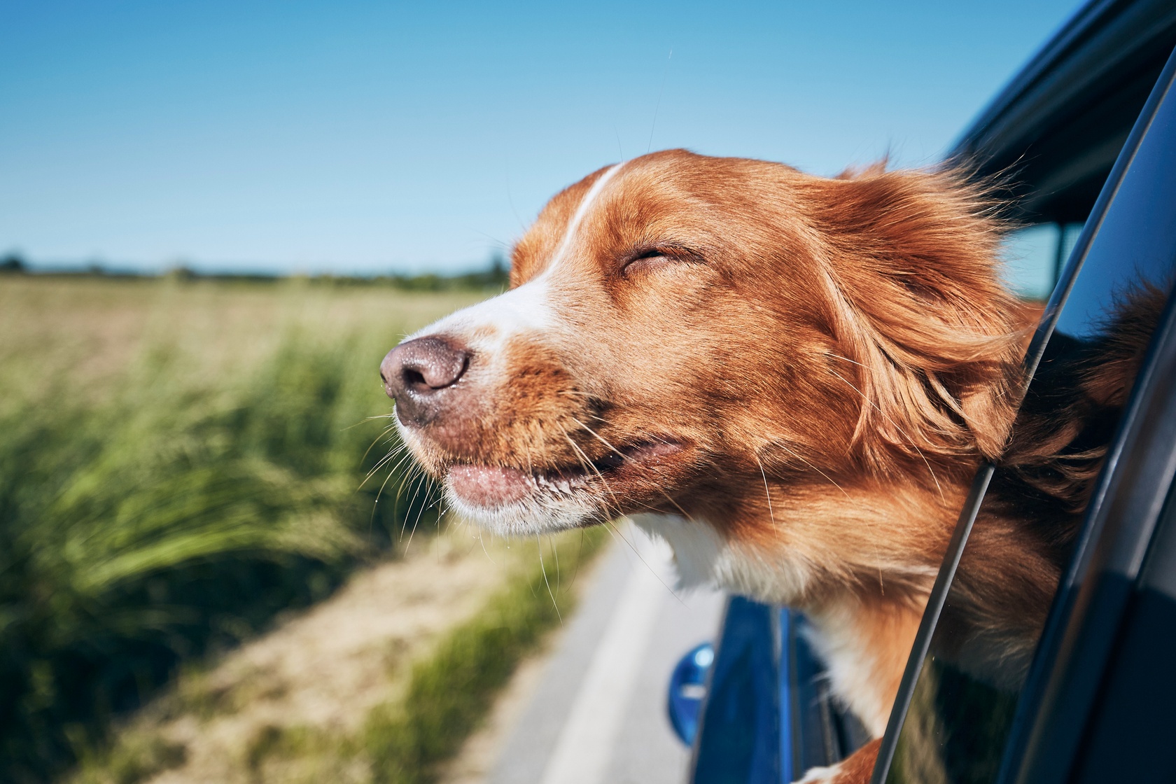 pies w aucie: jak przewozić psa w samochodzie?